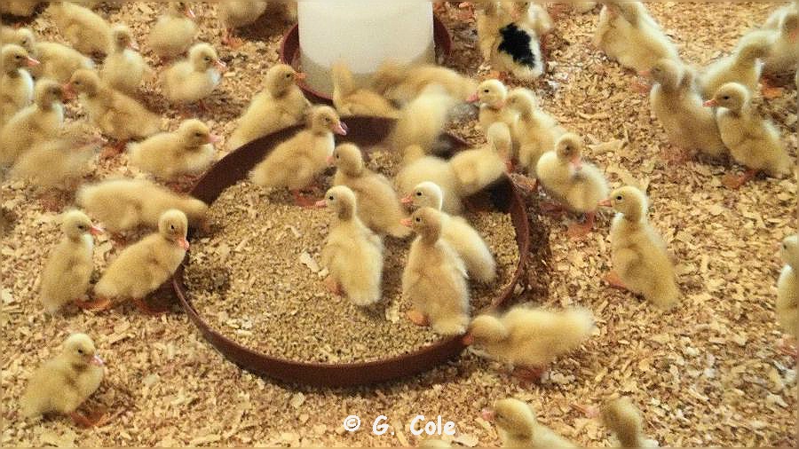 El Gouna Farm 105